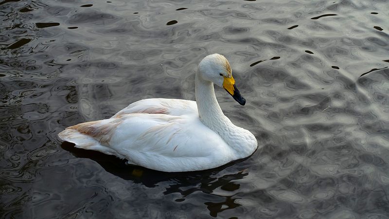 Whooper Swan
