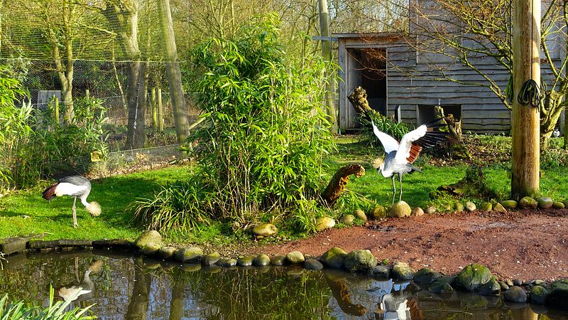 Crowned Cranes