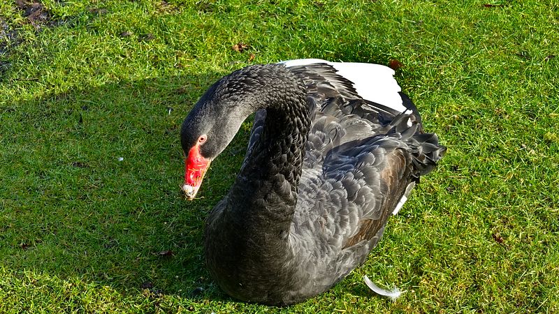 Black Swan