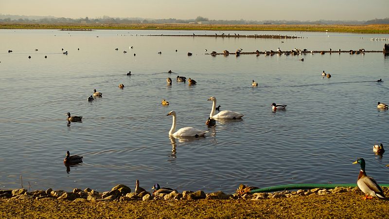 View from Raines hide