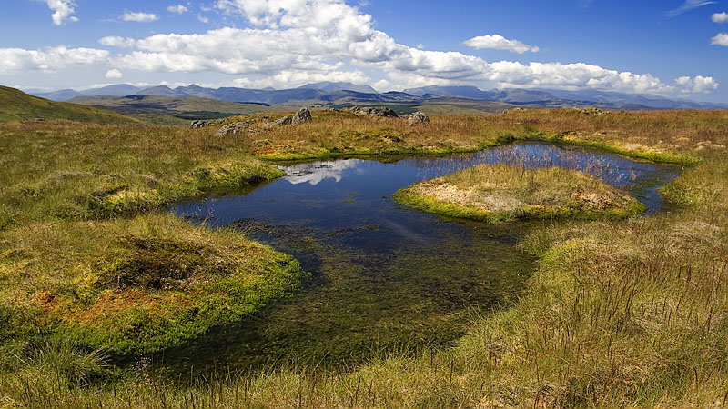 Wild Wales wetland on the south ridge