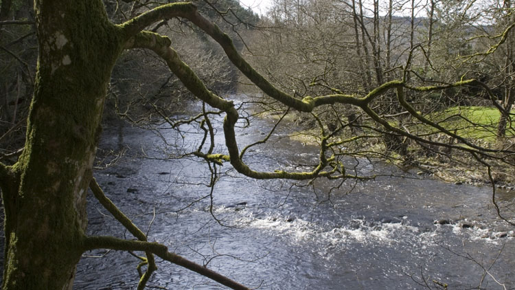 The Afon Efyrnwy at Pont Llogel The Afon Efyrnwy at Pont Llogel