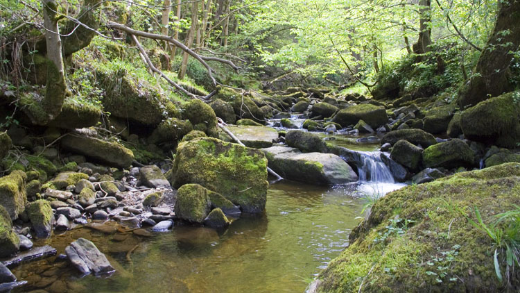 In Greta Gorge In Greta Gorge