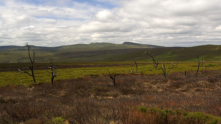 Berwyn ridge from the North Berwyn Way