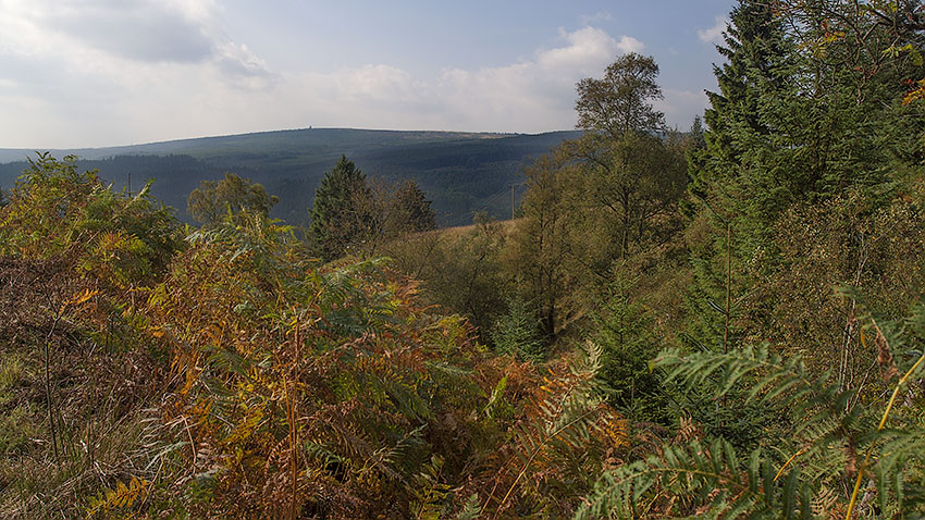 Autumn colours from Kielder path at Lightpipe Sike Autumn colours from Kielder path at Lightpipe Sike