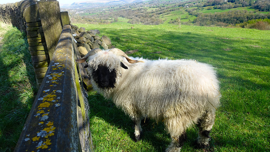 Valais Blacknose Valais Blacknose