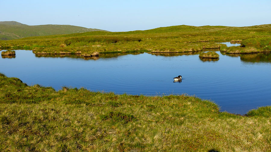 Small lake on the Pumlumon ridge